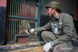 Informasi petugas Ragunan bawa pulang pakan Harimau tidak benar