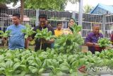 Lapas Padang panen Pakcoy hasil budi daya narapidana