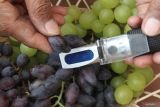 Petani mengukur tingkat kemanisan buah anggur yang dibudidayakan di kebun anggur Bunder Farm, Malang, Jawa Timur, Sabtu (22/11/2025). Petani setempat memanfaatkan pekarangan rumah mereka sebagai kebun anggur dengan menerapkan irigasi tetes atau drip irrigation di rumah kaca untuk menghemat tenaga dan air, sekaligus meningkatkan kualitas panen dengan tingkat kemanisan mencapai angka 18 brix atau lebih tinggi dibandingkan budi daya konvensional yang hanya sekitar 8 brix serta menghasilkan sekitar 1 ton sekali panen dari 200 pohon dan dipasarkan secara premium melalui wisata petik anggur bertarif Rp100 ribu per kilogram. ANTARA Jatim/Ari Bowo Sucipto/mas.