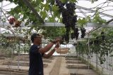 Pengunjung memanen anggur di kebun anggur Bunder Farm, Malang, Jawa Timur, Sabtu (22/11/2025). Warga setempat memanfaatkan pekarangan rumah mereka sebagai kebun anggur dengan menerapkan irigasi tetes atau drip irrigation di rumah kaca untuk menghemat tenaga dan air, sekaligus meningkatkan kualitas panen dengan tingkat kemanisan mencapai angka 18 brix atau lebih tinggi dibandingkan budi daya konvensional yang hanya sekitar 8 brix serta menghasilkan sekitar 1 ton sekali panen dari 200 pohon dan dipasarkan secara premium melalui wisata petik anggur bertarif Rp100 ribu per kilogram. ANTARA Jatim/Ari Bowo Sucipto/mas.