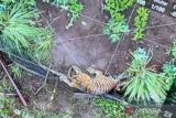 Anak harimau sumatera terjerat di Koto Tabang Agam (Video)