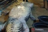 DPKP Indragiri hilir laporkan kematian buaya seberat 585 kg