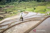 Petani membawa benih padi untuk ditanam di Ngamprah, Kabupaten Bandung Barat, Jawa Barat, Selasa (25/11/2025). Kementerian Pertanian menyatakan Produk Domestik Bruto (PDB) sektor pertanian 2025 tercatat mencapai 14,35 persen sehingga menjadikannya sebagai kontribusi terbesar kedua terhadap perekonomian nasional sekaligus tertinggi dalam enam tahun terakhir. ANTARA FOTO/Abdan Syakura/agr