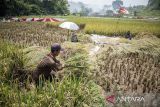Petani memanen padi di Ngamprah, Kabupaten Bandung Barat, Jawa Barat, Selasa (25/11/2025). Kementerian Pertanian menyatakan Produk Domestik Bruto (PDB) sektor pertanian 2025 tercatat mencapai 14,35 persen sehingga menjadikannya sebagai kontribusi terbesar kedua terhadap perekonomian nasional sekaligus tertinggi dalam enam tahun terakhir. ANTARA FOTO/Abdan Syakura/agr