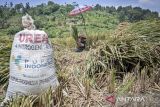 Petani merontokkan padi hasil panen di Ngamprah, Kabupaten Bandung Barat, Jawa Barat, Selasa (25/11/2025). Kementerian Pertanian menyatakan Produk Domestik Bruto (PDB) sektor pertanian 2025 tercatat mencapai 14,35 persen sehingga menjadikannya sebagai kontribusi terbesar kedua terhadap perekonomian nasional sekaligus tertinggi dalam enam tahun terakhir. ANTARA FOTO/Abdan Syakura/agr
