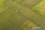 Foto udara petani memanen padi menggunakan mesin combine harvester di Desa Kapetakan, Kabupaten Cirebon, Jawa Barat, Selasa (25/11/2025). Kementerian Pertanian (Kementan) menargetkan produksi beras nasional pada 2026 mendatang dapat mencapai 34,77 juta ton sebagai upaya menjaga keberlanjutan swasembada pangan. ANTARA FOTO/Dedhez Anggara/agr