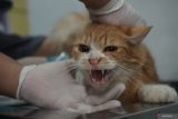 Petugas melakukan pemeriksaan kesehatan kucing sebelum dilakukan sterilisasi di Pusat Kesehatan Hewan (Puskeswan) Campurdarat, Tulungagung, Jawa Timur, Rabu (26/11/2025). Layanan sterilisasi gratis dalam rangka HUT ke-820 Kabupaten Tulungagung itu bertujuan mengendalikan populasi kucing serta mencegah penularan penyakit zoonosis seperti rabies dan sejenisnya. Antara Jatim/Destyan Sujarwoko/um
