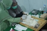 Petugas mensterilkan kucing domestik jantan secara gratis di Pusat Kesehatan Hewan (Puskeswan) Campurdarat, Tulungagung, Jawa Timur, Rabu (26/11/2025). Layanan sterilisasi gratis dalam rangka HUT ke-820 Kabupaten Tulungagung itu bertujuan mengendalikan populasi kucing serta mencegah penularan penyakit zoonosis seperti rabies dan sejenisnya. Antara Jatim/Destyan Sujarwoko/um