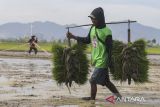 Petani membawa bibit padi untuk ditanam pada area persawahan di Kramatwatu, Kabupaten Serang, Banten, Selasa (25/11/2025). Menteri Pertanian Andi Amran Sulaiman menyebutkan target produksi beras nasional pada 2026 mencapai 34,77 juta ton sebagai bagian dari upaya memperkuat kedaulatan pangan dan menjaga keberlanjutan swasembada nasional. ANTARA FOTO/Angga Budhiyanto/gp
