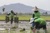 Petani membawa bibit padi untuk ditanam pada area persawahan di Kramatwatu, Kabupaten Serang, Banten, Selasa (25/11/2025). Menteri Pertanian Andi Amran Sulaiman menyebutkan target produksi beras nasional pada 2026 mencapai 34,77 juta ton sebagai bagian dari upaya memperkuat kedaulatan pangan dan menjaga keberlanjutan swasembada nasional. ANTARA FOTO/Angga Budhiyanto/gp