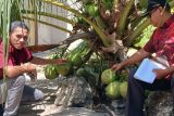 Terpopuler: Keuntungan kebun kelapa, harga emas turun, hingga Bupati Bima serahkan hibah aset