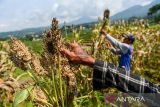 Petani memanen tanaman sorgum di Pusat Pengembangan Sorgum Nasional, Sein Farm, Bandung, Jawa Barat, Kamis (27/11/2025). Kementerian Pertanian bersama DKPP Kota Bandung, Sorgum Center Indonesia dan Universitas Pasundan menggelar panen raya di perkebunan percontohan sorgum Indonesia dengan total panen mencapai tiga ton sorgum basah dan 1.5 ton sorgum kering serta dari panen tersebut, Kementerian Pertanian akan membuka lahan 5.000 hektar untuk penanaman sorgum di seluruh Indonesia pada 2026. ANTARA FOTO/Raisan Al Farisi/agr
