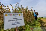 Petani membawa hasil panen tanaman sorgum di Pusat Pengembangan Sorgum Nasional, Sein Farm, Bandung, Jawa Barat, Kamis (27/11/2025). Kementerian Pertanian bersama DKPP Kota Bandung, Sorgum Center Indonesia dan Universitas Pasundan menggelar panen raya di perkebunan percontohan sorgum Indonesia dengan total panen mencapai tiga ton sorgum basah dan 1.5 ton sorgum kering serta dari panen tersebut, Kementerian Pertanian akan membuka lahan 5.000 hektar untuk penanaman sorgum di seluruh Indonesia pada 2026. ANTARA FOTO/Raisan Al Farisi/agr
