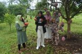 Pengunjung memetik buah mangga garifta merah di kebun wisata petik mangga Desa Sopet, Jangkar, Situbondo, Jawa Timur, Rabu (26/11/2025). Petani setempat memanfaatkan kebun mangga seluas dua hektare untuk dijadikan objek wisata memetik mangga dengan biaya atau tiket Rp25.000 per orang dan bisa memetik mangga satu kilogram. ANTARA Jatim/Seno/mas.
