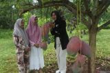 Pengunjung memetik buah mangga garifta merah di kebun wisata petik mangga Desa Sopet, Jangkar, Situbondo, Jawa Timur, Rabu (26/11/2025). Petani setempat memanfaatkan kebun mangga seluas dua hektare untuk dijadikan objek wisata memetik mangga dengan biaya atau tiket Rp25.000 per orang dan bisa memetik mangga satu kilogram. ANTARA Jatim/Seno/mas.