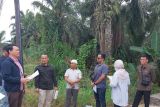 Kantor Pertanahan Kabupaten Pasaman dampingi PN Lubuk Sikaping pemeriksaan lapangan di Nagari Tanjung Betung Utara