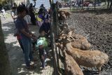 Pengunjung memberi pakan rumput kepada rusa timor (Cervus timorensis) di penangkaran ex-situ Jamboo Kingdom, Tulungagung, Jawa Timur, Minggu (30/11/2025). Penangkaran rusa yang tergolong satwa tidak dilindungi itu menjadi sarana edukasi konservasi bagi pengunjung sekaligus upaya pelestarian populasi rusa timor di luar habitat alaminya. Antara Jatim/Destyan Sujarwoko/um