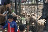 Pengunjung memberi pakan rumput kepada rusa timor (Cervus timorensis) di penangkaran ex-situ Jamboo Kingdom, Tulungagung, Jawa Timur, Minggu (30/11/2025). Penangkaran rusa yang tergolong satwa tidak dilindungi itu menjadi sarana edukasi konservasi bagi pengunjung sekaligus upaya pelestarian populasi rusa timor di luar habitat alaminya. Antara Jatim/Destyan Sujarwoko/um