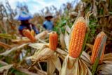 Petani memanen jagung saat panen raya di Baron, Nganjuk, Jawa Timur, Senin (1/12/2025). Badan Pusat Statistik (BPS) mencatat pada Oktober 2025, luas panen jagung pipilan Indonesia mencapai 0,20 juta hektare dengan produksi jagung pipilan kering dengan kadar air 14 persen diperkirakan sebanyak 1,24 juta ton. ANTARA Jatim/Muhammad Mada/mas.