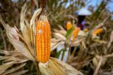 Petani memanen jagung saat panen raya di Baron, Nganjuk, Jawa Timur, Senin (1/12/2025). Badan Pusat Statistik (BPS) mencatat pada Oktober 2025, luas panen jagung pipilan Indonesia mencapai 0,20 juta hektare dengan produksi jagung pipilan kering dengan kadar air 14 persen diperkirakan sebanyak 1,24 juta ton. ANTARA Jatim/Muhammad Mada/mas.