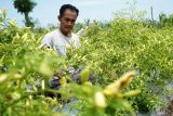 Warga mengambil cabai yang terkana hama jamur patek (antraknosa) agar tidak menyebar di Perak, Kabupaten Jombang, Jawa Timur, Selasa (2/12/2025). Menurut petani, hasil panen cabai rawit saat ini turun 50 persen dari biasanya 6 kuintal sekarang hanya sekitar 3 kuintal. Perubahan cuaca yang tidak menentu menjadi pemicu utama penyakit cepat menyebar, namun di tengah serangan hama jamur patek harga jual cabai di tingkat petani mencapai sekitar Rp 51.000 per kilogramnya. Antara Jatim/Syaiful Arif/um