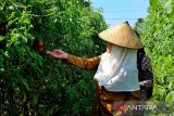 Produksi tomat petani Natuna meningkat hingga 114 persen