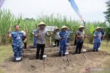 Wabup Sleman melakukan penanaman tebu bersama Lanud Adisutjipto