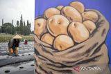 Petani menanam benih kentang saat penanaman perdana kentang industri di lahan pertanian kentang di Kompleks Rumah Sakit Jiwa Provinsi Jawa Barat, Cisarua, Kabupaten Bandung Barat, Jawa Barat, Selasa (2/12/2025). Pemerintah Kabupaten Bandung Barat bersama PepsiCo melakukan penanaman perdana kentang industri di beberapa titik lahan pertanian dengan total luasan tanam sekitar 15 hektar sebagai bentuk kontribusi terhadap pembangunan ekonomi lokal dan penguatan rantai pasok domestik sekaligus mendukung swasembada pangan Indonesia. ANTARA FOTO/Abdan Syakura/agr
