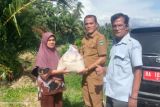 Plt. Camat Bayang salurkan bantuan sembako untuk warga terdampak banjir