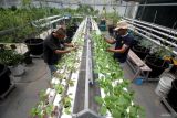 Warga binaan mengecek sayuran hidroponik di Lembaga Pemasyarakatan (lapas) Kelas I Surabaya di Porong, Sidoarjo, Jawa Timur, Kamis (4/12/2025). Lembaga Pemasyarakatan Kelas I Surabaya menanam sayuran hidroponik sebagai bagian dari program pembinaan kemandirian warga binaan dengan bertujuan untuk meningkatkan keterampilan produktif warga binaan dan mendukung program ketahanan pangan. Antara Jatim/Umarul Faruq