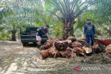 Suparno inspirasi petani Tanah Bumbu beralih ke pupuk kandang
