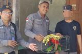 BKSDA Maluku amankan empat ekor satwa dilindungi dari rumah warga