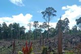 Kemenhut kuasai kembali 7.755 ha bekas aktivitas ilegal di Seblat