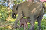 Kemenhut umumkan kelahiran anak gajah di Way Kambas
