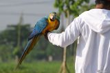 Peserta bersiap menerbangkan burung macaw saat Warrior Cup Royal Residence National Macaw Free Fly di Surabaya, Jawa Timur, Sabtu (6/12/2025). Lomba itu diikuti sejumlah peserta dari berbagai daerah di Indonesia dengan total burung macaw yang diikutkan lomba sebanyak 110 ekor. ANTARA Jatim/Didik Suhartono/mas.