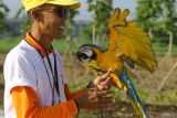 Peserta bersiap menerbangkan burung macaw saat Warrior Cup Royal Residence National Macaw Free Fly di Surabaya, Jawa Timur, Sabtu (6/12/2025). Lomba itu diikuti sejumlah peserta dari berbagai daerah di Indonesia dengan total burung macaw yang diikutkan lomba sebanyak 110 ekor. ANTARA Jatim/Didik Suhartono/mas.
