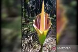 Bunga langka 'Titan Arum' ditemukan di perkebunan sawit di Kotim