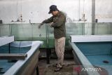 Pekerja memberi pakan ikan sidat (Anguilliformes) di UPTD Balai Benih Ikan Air Tawar Kota Cimahi, Jawa Barat, Senin (8/12/2025). UPTD Balai Benih Ikan Air Tawar Kota Cimahi bersama Badan Riset dan Inovasi Nasional (BRIN) serta pihak swasta melakukan riset penelitian dan budi daya ikan sidat sebagai upaya menjaga kelestarian serta populasi dan memastikan pemanfaatan sumber daya perikanan yang berkelanjutan. ANTARA FOTO/Abdan Syakura/agr