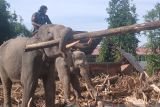 BKSDA kerahkan empat gajah untuk bersihkan puing kayu di Pidie Jaya
