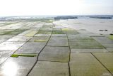 Foto udara kondisi persawahan terendam banjir di Kedungpring, Lamongan, Jawa Timur, Kamis (11/12/2024). Ratusan hektar lahan pertanian di kawasan itu terendam banjir sejak sekitar lima hari yang lalu akibat curah hujan yang tinggi. Antara Jatim/Muhammad Mada/um 