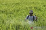 Petani menyemprotkan cairan pestisida pada tanaman padi di area persawahan di Walantaka, Kota Serang, Banten, Rabu (10/12/2025). Kementerian Keuangan melaporkan realisasi anggaran ketahanan pangan telah mencapai Rp93,4 triliun hingga akhir Oktober 2025 atau sekitar 64,6 persen dari alokasi bidang tersebut pada APBN Tahun 2025 senilai Rp144,6 triliun. ANTARA FOTO/Angga Budhiyanto/gp