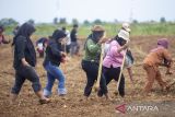 Petani menanam bibit jagung saat kegiatan penanaman jagung serentak di Indramayu, Jawa Barat, Kamis (11/12/2025). Badan Pemelihara Keamanan (Baharkam) Polri bersama Forum Komunikasi Doa Bersama (FKDB) dan kelompok tani Indramayu menggelar penanaman bibit jagung secara serentak dengan total luas lahan mencapai 150 hektar sebagai upaya mendukung ketahanan pangan nasional. ANTARA FOTO/Dedhez Anggara/agr