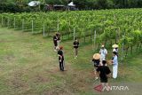 Bali Utara miliki perkebunan anggur yang modern dan rapi