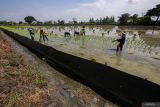 Petani menanam padi di lahan pertanian yang dipasang tirai pengendali hama tikus di Widang, Tuban, Jawa Timur, Kamis (11/12/2025). Petani setempat memasang tirai berbahan plastik atau seng dengan biaya Rp6 juta untuk luas lahan kurang dari satu hektar guna mengendalikan serangan hama tikus. Antara Jatim/Muhammad Mada/um