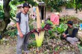 Menunggu 12 tahun, bunga langka mekar sempurna di belakang rumah warga Agam