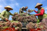 Sejumlah petani memanen bawang merah saat panen raya akhir tahun di Gondang, Nganjuk, Jawa Timur, Jumat (12/12/2025). Pada musim panen raya di akhir tahun 2025 harga bawang merah di tingkat petani di kawasan itu menurun dari harga Rp40-30 ribu per kg menjadi Rp32-22 ribu per kg akibat pasokan meningkat. ANTARA Jatim/Muhammad Mada/mas.