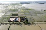 DKPP Lamongan siapkan skema asuransi bagi petani terdampak banjir