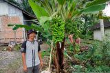 Unik, pisang cabang dua-miliki buah tiga tanda tumbuh di Agam (Video)