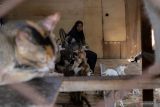 Salmiati si penyelamat kucing saat bencana melanda