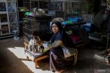 Salmiati perempuan penyelamat kucing tak bertuan
